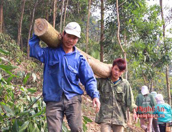 Thu hoạch keo gỗ  lớn ở Lục Dạ, Con Cuông - Ảnh Văn Trường