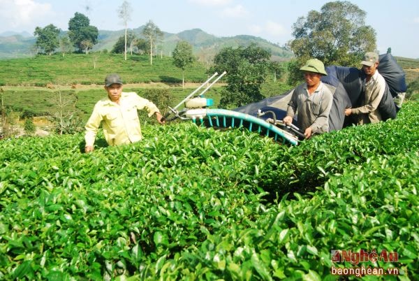 Người trồng chè ở Xí nghiệp chè Ngọc Lâm tập trung hái chè xuân. Ảnh: T.Đ.H