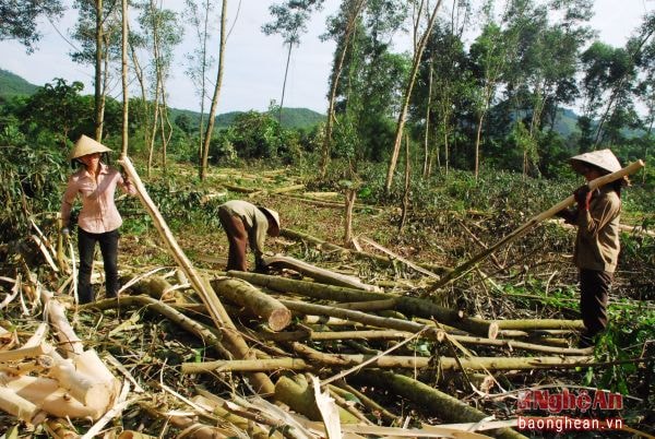 Người dân xã tái định cư Ngọc Lâm (Thanh Chương) thu hoạch keo.