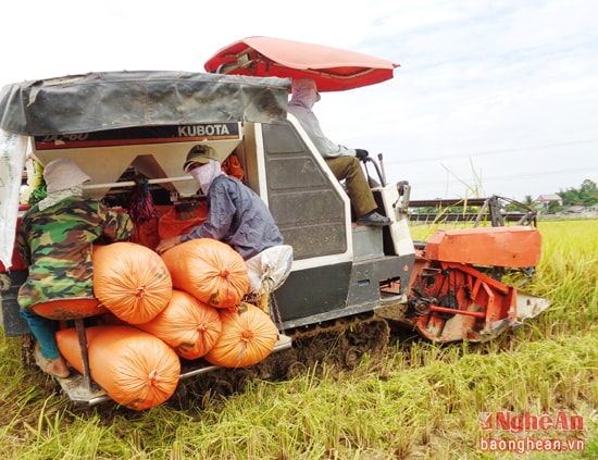 Nâng cao hiệu quả sản xuất lúa chất lượng cao trên đất Thanh Chương