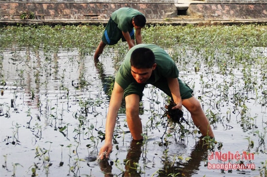 Tăng gia sản xuất