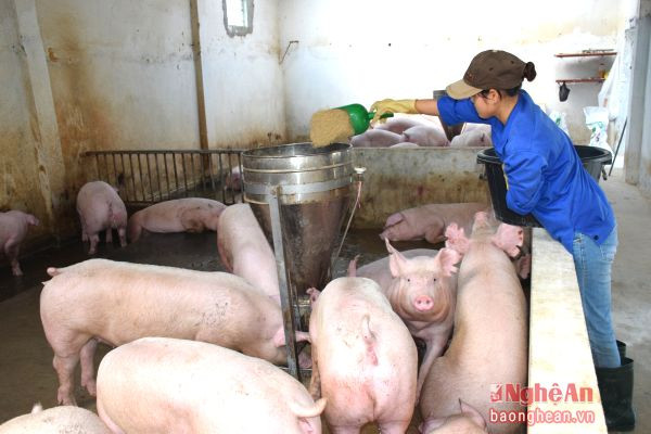 Trang trại chăn nuôi lợn hàng hóa đòi hỏi tiếp cận nguồn vốn vay trung, dài hạn.