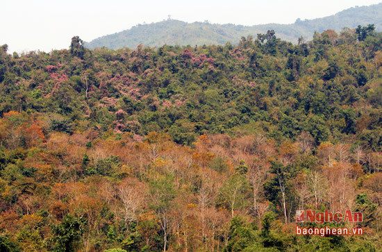 Tháng 3 miền Tây Nghệ An còn trở đên đặc biệt hơn bởi những cánh rừng săng lẻ ngả màu vàng nhạt để chuẩn bị cho mùa rụng lá, bởi những dải hoa của loài cây dây mơ nở tím uốn lượn trên triền núi.