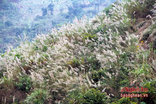 Bức tranh đa màu sắc của núi rừng miền Tây xứ Nghệ càng trở nên phong phú hơn bởi những đồi hoa lau, hoa đót trắng xóa đu đưa trong gió.