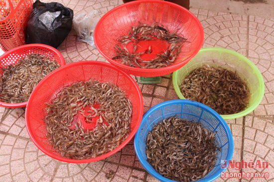 Thời gian gần đây nhân dân các bản ở xã Tam Thái bắt được rất nhiều tôm khe, Tôm khe được bán với giá 100.000 đồng trên kg