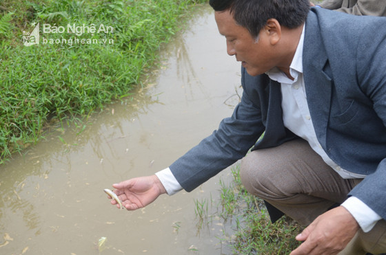 Cán bộ môi trương xã Châu Cường, ông Quang Cảnh Dung kiểm tra tình hình cá chết trên dòng Nậm Huống.