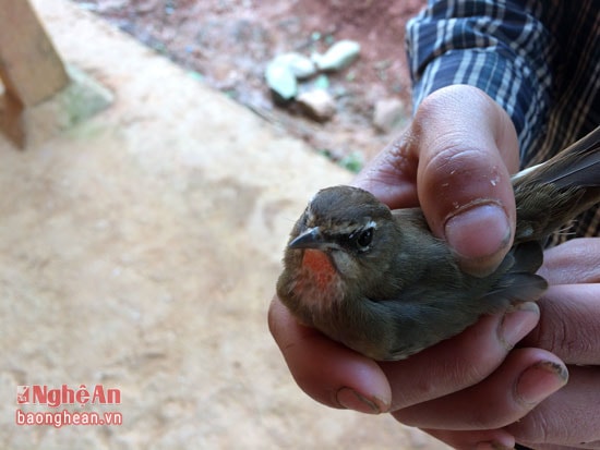 Thành quả của 1 buổi bẫy chim.