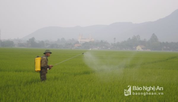 Nông dân huyện Hưng Nguyên phun thuốc cho lúa. Ảnh: P.H