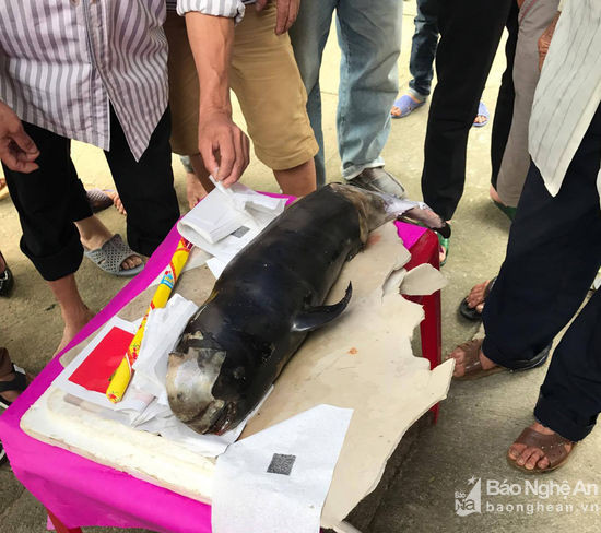 Con cá Ông được ngư dân phát hiện nặng gần 8kg. Ảnh: Thiên Thiên.