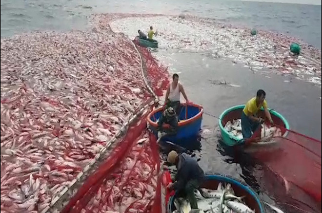 Chiều 13/3, tàu cá của ngư dân Lê Văn Tuấn (trú xã Gio Việt, huyện Gio Linh, Quảng Trị) cập cảng Cửa Việt, mang theo những tấn cá bè xước cuối cùng trong mẻ cá lên tới 150 tấn.