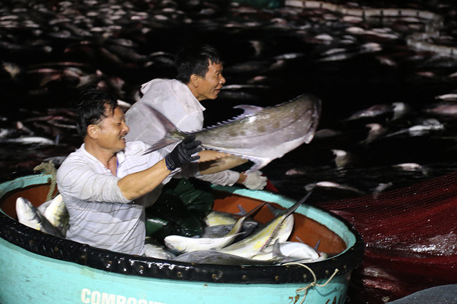 Ngư dân Lê Viết Hoàng (62 tuổi) cho hay, việc một chuyến đi biển ngắn ngày mà đánh bắt được mẻ lưới lớn như vậy là rất hiếm có.