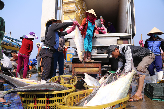 Ông Trần Thanh Hải, Phó chủ tịch UBND xã Gio Việt,cho hay đây là mẻ cá lớn nhất trong vòng mấy chục năm qua mà ngư dân trên địa bàn đánh bắt được.