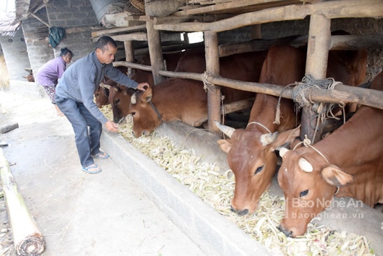 Chăn nuôi bò nhốt là giải pháp nâng cao thu nhập cho người dân xã Tràng Sơn, huyện Đô Lương. Ảnh: Xuân Hoàng