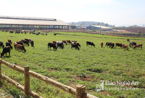 Với trang trại bò sữa tiêu chuẩn organic Châu Âu đầu tiên tại Việt Nam, Vinamilk đã tiên phong dẫn đầu xu hướng organic nhằm mang đến những sản phẩm organic cao cấp giàu dinh dưỡng từ thiên nhiên tốt cho sức khỏe.