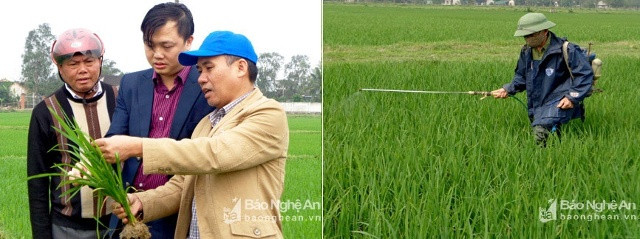 Cán bộ huyện Hưng Nguyên thường xuyên kiểm tra đồng ruộng và khuyến các nông dân các loại thuộc đặc hiệu để phòng trừ bệnh đạo ôn trên lúa hiệu quả. Ảnh Thanh Tâm