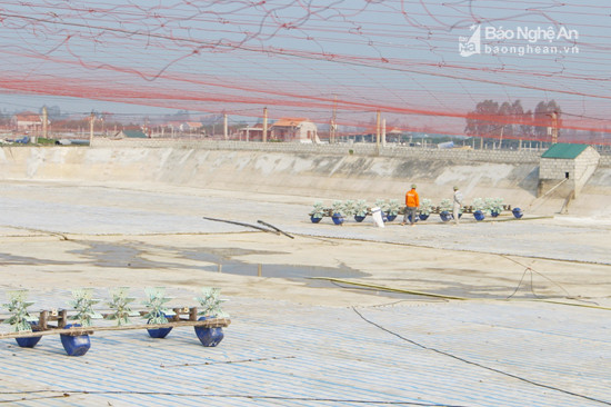 Một số hộ nuôi tôm ở xã Quỳnh Lương (Quỳnh Lưu ) giăng lưới phía trên để tránh các loại chim sà xuống bắt tôm khi mùa vụ đến. Ảnh: Hồng Diện