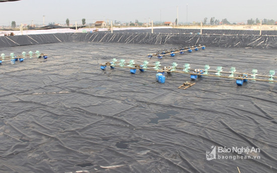 Nhiều hộ nuôi tôm ở Quỳnh Lưu đã đầu tư hàng trăm triệu đồng thay thế bạt lót đáy thông thường bằng bạt HDPE. Ảnh: Hồng Diện