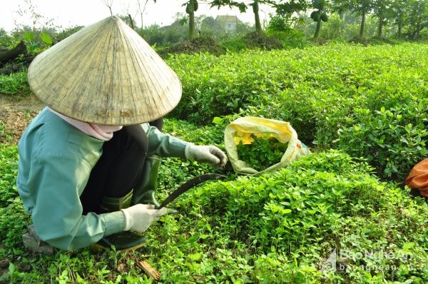 Thu hoạch rau màu gia vị của bà con nông dân xã Hưng Phú.