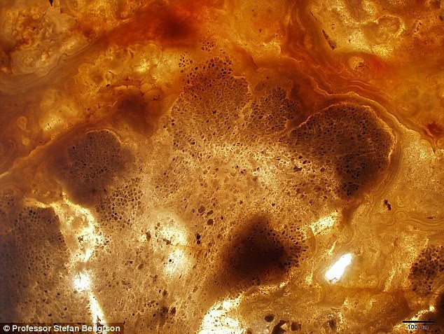 Hóa thạch giống tảo đỏ được tìm thấy trong đá trầm tích ở Ấn Độ. (Ảnh: Daily Mail).