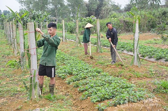 Mô hình trang trại của hộ anh Hoàng Đình Sáu, xóm 7 xã Lạc Sơn. Ảnh: Lương Mai