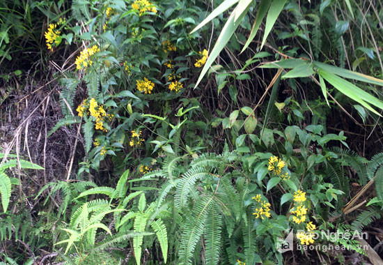 Cây lá ngón là loại cây cực độc mọc nhiều trên vùng cao xứ Nghệ. Lá ngón chứa hàm lượng độc tố cao, chỉ cần vài lá có thể gây ra cái chết.