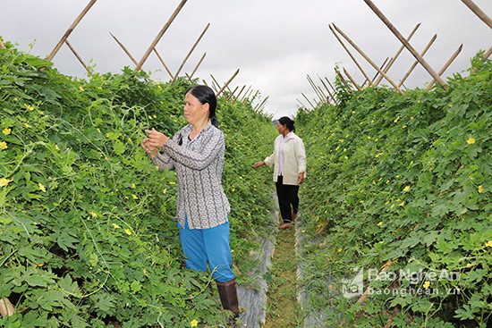 Để nâng cao đời sống nhân dân, xã Tào Sơn đã thực hiện thành công chuyển đổi cơ cấu cây trồng với các loại bầu bí, mướp đắng cho thu nhập từ 200-230 triệu/ha/năm. Ảnh: Huyền Trang