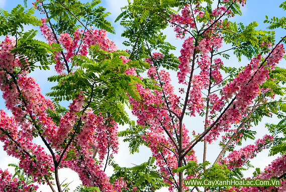 Đậu anh đào là cây thân gỗ, hoa màu hồng được trồng nhiều tại các tỉnh phía Nam. Nguồn ảnh Internet.