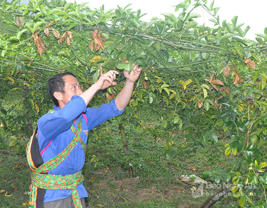 Vườn chanh leo cho năng suất cao của anh Và Bá Ka, bản Thằm Thẩm, xã Nhôn Mai (Tương Dương). Ảnh: Công Kiên