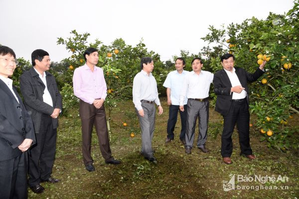 Đồng chí Nguyễn Xuân Đường cùng đoàn công tác đi thăm vườn cam năng suất cao tại xã Minh Hợp (Quỳ Hợp).