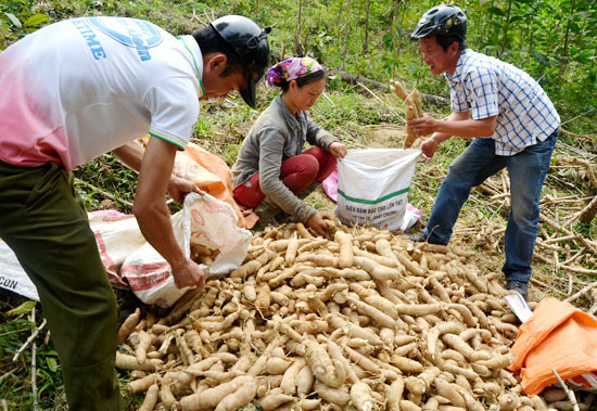 Năm 2016, chị Hà Thị Lam- Bản Bắc Sơn (Môn Sơn) trồng 7 sào sắn trên đất keo 1 năm tuổi, Hiện nay sắn vào mùa thu hoạch cho năng suất 1,2 tấn/ sào (25-30 tấn/ha) với giá bán được Nhà máy thu mua là 130.000 đồng/ tạ, đạt 2 triệu đồng/sào, chị có doanh thu 14 triệu đồng/ năm, trừ chi phí giống, phân, lãi ròng hơn 10 triệu đồng/ năm trên đất tận dụng trồng keo. Ảnh: Lương Mai