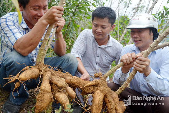 Mô hình trồng 4 ha sắn nguyên liệu của hộ anh Vi Văn Tuấn- Bản Làng Xiềng (Môn Sơn) sử dụng giống sắn KM94 của Công ty cho năng suất, hiệu quả vượt trội. Ảnh: Lương Mai