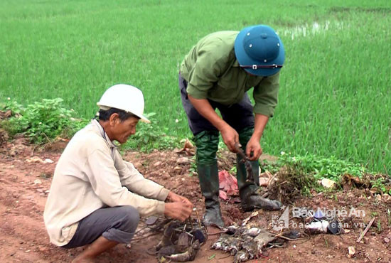 Thành viên tổ dịch vụ và bảo vệ thực vật Diễn Ngọc, Diễn Châu ra quân diệt chuột. Ảnh: Mai Giang