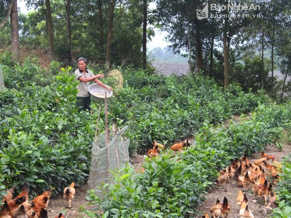 Nuôi gà chăn thả tự nhiên ở Thanh Chương. Ảnh: Phương Thảo