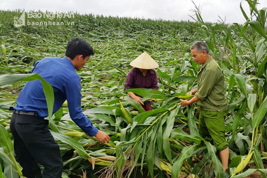 Lốc xoáy gãy đổ ngô xuân