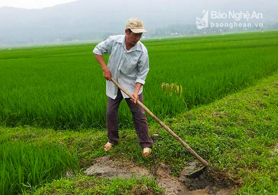 Tiết kiệm nước tưới ở huyện Nghi Lộc. Ảnh: Nhật Tuấn