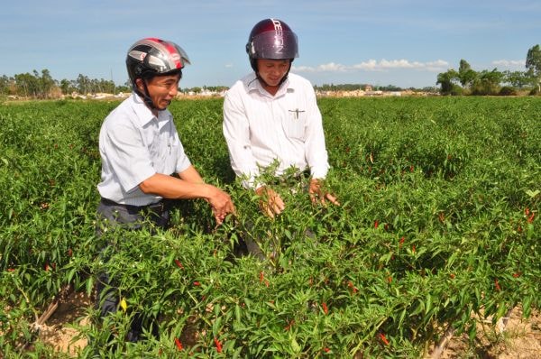 Mô hình ớt hàng hóa tại xã Hùng Tiến đem lại hiệu quả. Ảnh: Mai Hoa