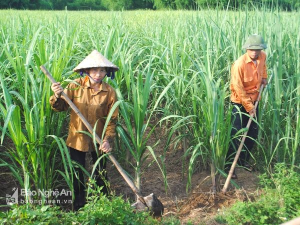 Chăm sóc mía tại xã Nghĩa Phú (Nghĩa Đàn). Ảnh: P.H