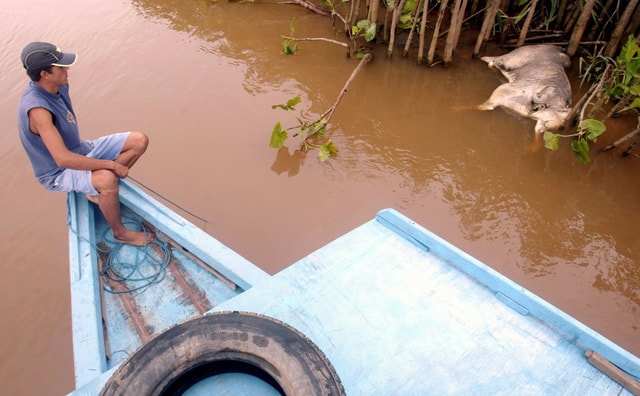 Một ngư dân Brazil đang quan sát xác con trâu gần bờ sông Paraiba do Sul, cách Rio de Janeiro về phía bắc khoảng 225m. 320 triệu gallon chất thải độc hại xả ra từ một nhà máy đã làm nhiễm độc nguồn nước của 7 thành phố tại Minas Gerais và cả khu vực lân cận của Rio de Janeiro. Số chất thải từ quá trình nhuộm giấy này có thành phần chủ yếu là muối natri ăn da đã khiến 600.000 người mất đi nguồn nước sinh hoạt.