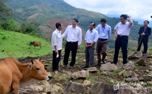 4.Bí thư Tỉnh ủy Nguyễn Đắc Vinh thăm mô hình chăn nuôi bò của ông Lỳ Nỏ Pó, xã Tri Lễ, huyện Quế Phong