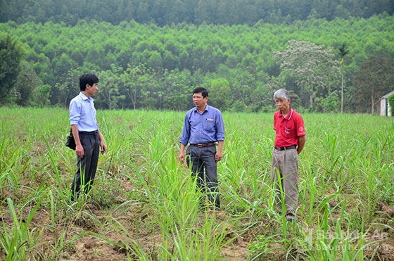 Diện tích 3,1 ha đất Lâm trường Đồng Hợp trả về cho xã.