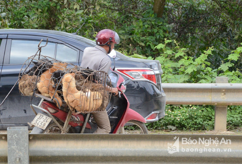 Người dân xóm Nam Sơn đang bán tống bán tháo đàn chó chưa được tiêm phòng cho thương lái. Ảnh: Thanh Sơn.