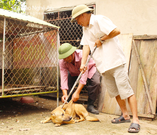 Tiêm vắc xin cho chó ở Nghi Lộc. Ảnh: Nhật Tuấn
