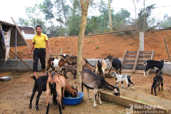 Đầu tư phát triển chăn nuôi dê từ vốn Quỹ Hỗ trợ nông dân của gia đình anh Nguyễn Doãn Sáu ở xã Nhân Sơn (Đô Lương).