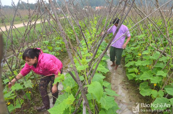 Chăm sóc rau màu trên đất lúa ở xóm 1, xã Xuân Sơn (Đô Lương). Ảnh: Lương Mai
