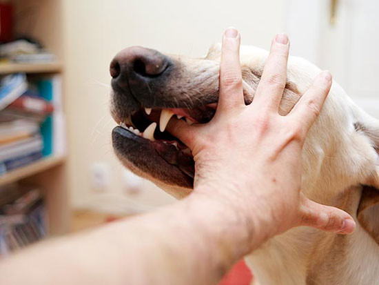 Khi bị chó cắn phải điều trị dự phòng bằng cách tiêm vắc-xin phòng dại. Ảnh minh họa