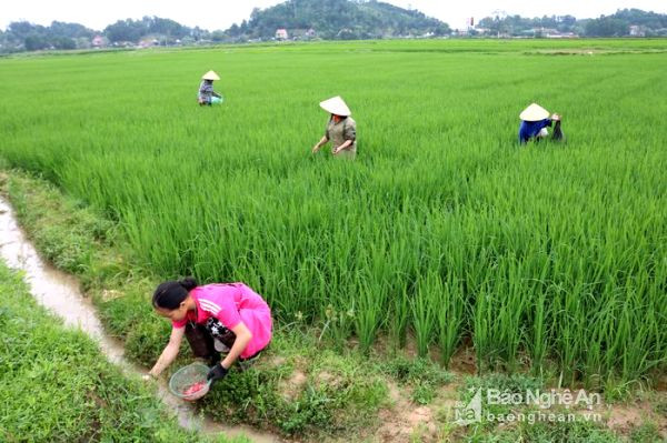 Hiện toàn xã Phúc Sơn có 150 ha lúa bị ốc bươu vàng xuất hiện trở lại, xã đã phát động người dân ra đồng để dập dịch