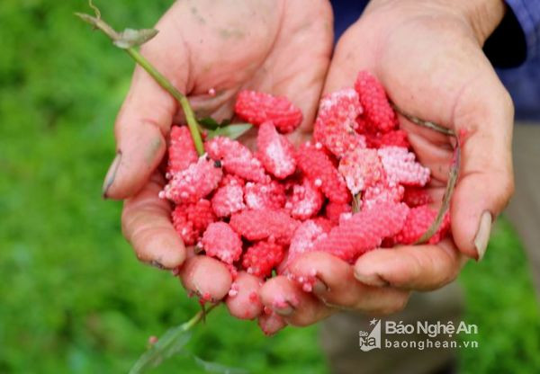 Hiện nay đang là thời điểm sinh trưởng mạnh của ốc bươu vàng. Nếu không bắt và xử lý kịp thời sẽ gây hại cho cây trồng vào thời vụ tiếp theo. Ảnh: Huyền Trang