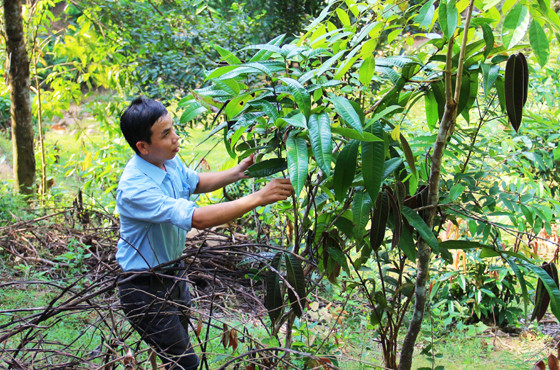 Một cây trà hoa vàng được tìm thấy ở vùng đồi xã Đồng Văn,huyện Quế Phong.