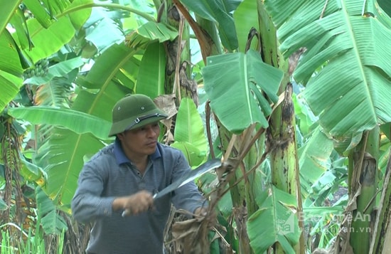 Trồng chuối ở Nghĩa Đàn. Ảnh:Minh Thái