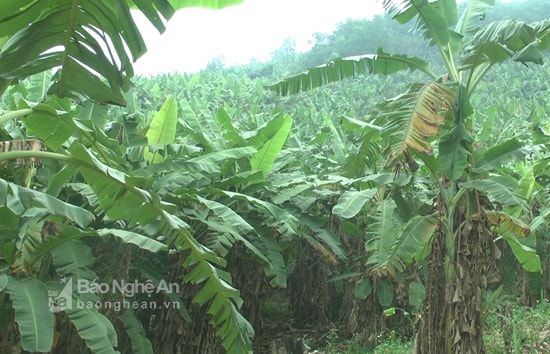 Trồng chuối ở Nghĩa Đàn. Ảnh:Minh Thái